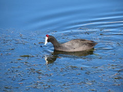 Fulica cristata
