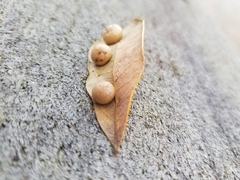 Belonocnema treatae