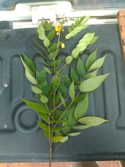 Senna occidentalis