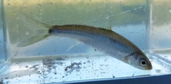 Notropis hudsonius