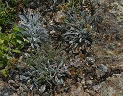 Jacobaea insubrica