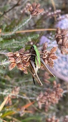 Metrioptera brachyptera