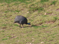 Numida meleagris coronatus