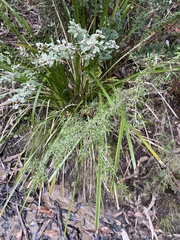 Kunzea leptospermoides