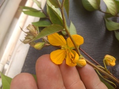 Senna occidentalis