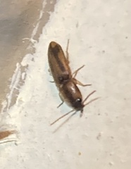 Aeolus mellillus