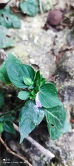 Dicliptera chinensis