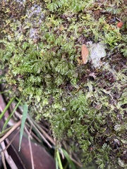 Hymenophyllales