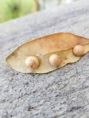 Belonocnema treatae