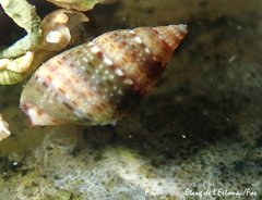 Tritia corniculum