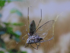 Trichonephila clavipes