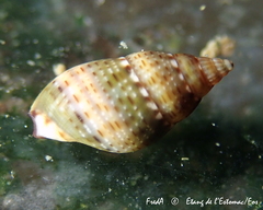 Tritia corniculum
