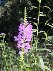 Physostegia