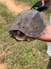 Kinosternon scorpioides scorpioides