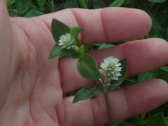 Gomphrena serrata