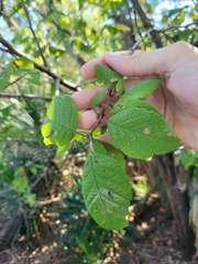 Ulmus glabra