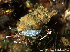 Tritia corniculum