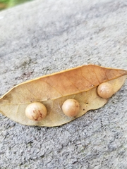 Belonocnema treatae