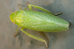 Gyponana