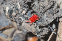Trombidioidea