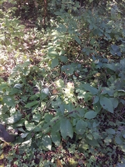 Triosteum aurantiacum