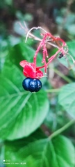 Clerodendrum japonicum