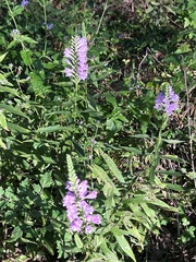 Physostegia