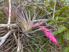 Tillandsia stricta