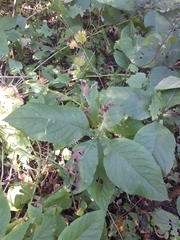 Triosteum aurantiacum