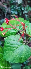 Clerodendrum japonicum