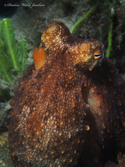 Octopus americanus