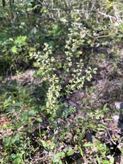 Solidago bicolor