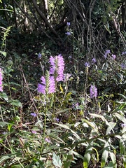 Physostegia