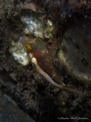 Canthigaster rostrata