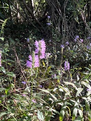 Physostegia
