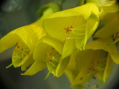 Sophora macrocarpa