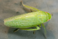 Gyponana