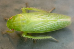Gyponana