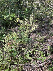 Solidago bicolor