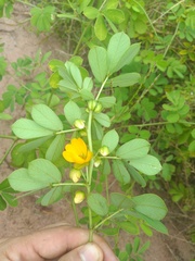 Senna obtusifolia