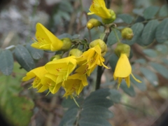Sophora macrocarpa