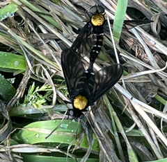 Chrysopilus thoracicus