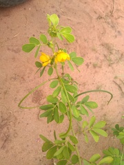 Senna obtusifolia