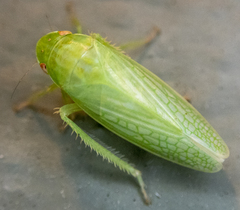 Gyponana