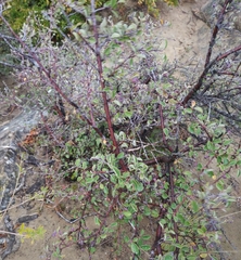 Cotoneaster integerrimus
