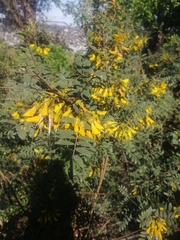 Sophora macrocarpa
