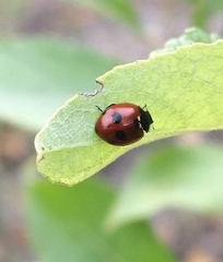 Coccinella quinquepunctata