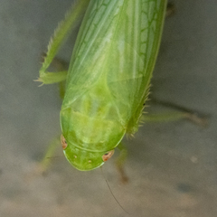 Gyponana