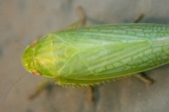 Gyponana