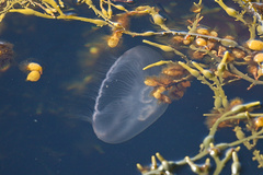 Aurelia aurita